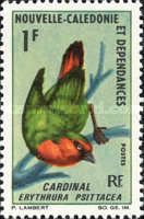 Red-throated Parrotfinch (Erythrura psittacea)