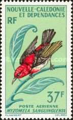 Scarlet Myzomela (Myzomela sanguinolenta)