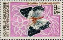 Butterfly (Polyura clitarchus)