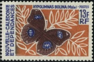 Great Eggfly (Hypolimnas bolina) - Male