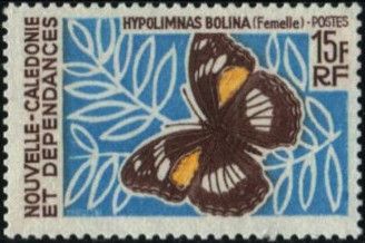 Great Eggfly (Hypolimnas bolina) - Female