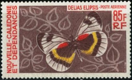 Butterfly (Delias elipsis)