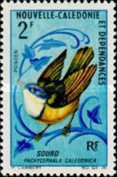 New Caledonian Whistler (Pachycephala caledonica)