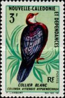 Metallic Pigeon (Columba vitiensis hypoenochroa)