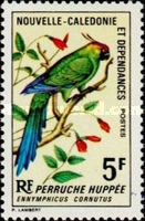 Horned Parakeet (Eunymphicus cornutus) 