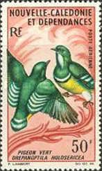 Cloven-feathered Dove (Drepanoptila holosericea)