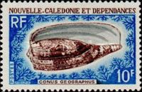 Geographer Cone (Conus geographus)