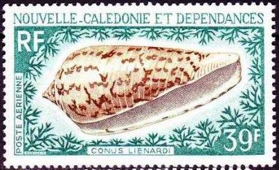 Lienard's Cone (Conus lienardi )