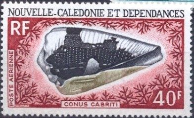 Cone (Conus cabriti)