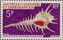 Venus Comb Murex (Murex triremis)