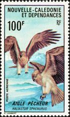 Whistling Kite (Haliastur sphenurus)