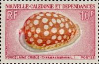 Sieve/Tan and White Cowry (Cypraea cribraria)