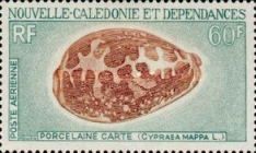 Map Cowry (Cypraea mappa)