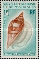 Swan Conch (Strombus epidromis linne)