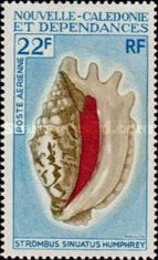 Lacinate Conch (Strombus sinuatus)