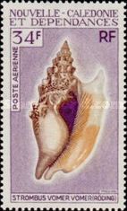 Vomer Conch (Strombus vomer)