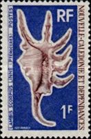 Scorpion Conch (Lambis scorpius)