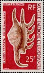 Orange Spider Conch (Lambis crocata)
