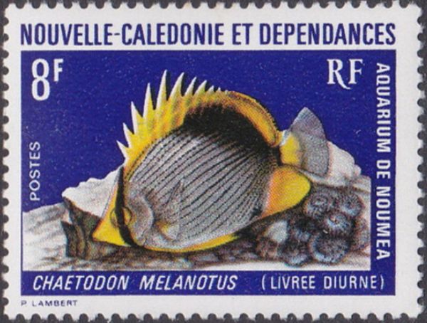 Blackback Butterflyfish (Chaetodon melanotus)