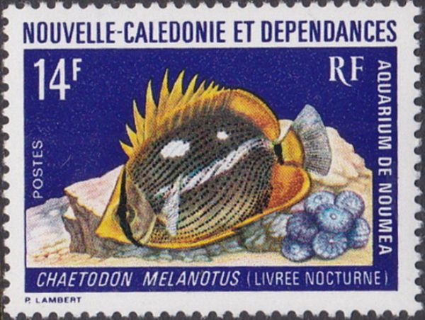 Blackback Butterflyfish (Chaetodon melanotus)