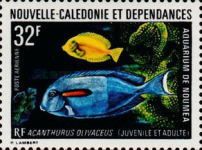 Olive Surgeonfish (Acanthurus olivaceus)