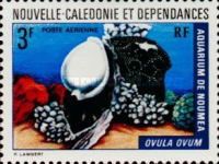 Common Egg Cowry (Ovula ovum)