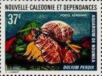 Partridge Tun (Dolium perdix)