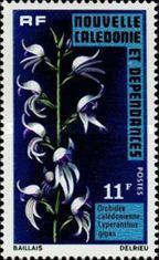 Lyperanthus gigas