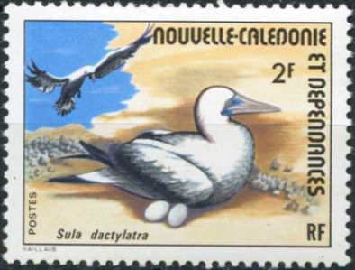 Masked Booby (Sula dactylatra)