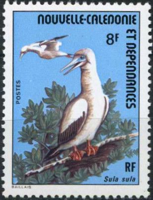 Red-footed Booby (Sula sula)