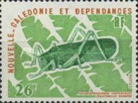 Cricket (Pseudophyllanax impérialis)