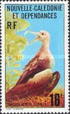 Great Frigatebird (Fregata minor) - juvenile