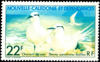Black-naped Tern (Sterna sumatrana)
