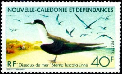 Sooty Tern (Sterna fuscata)