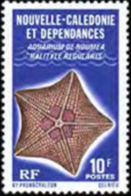 Cushion Star (Hatityle regularis)
