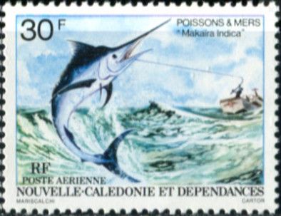 Black Marlin (Makaira indica)