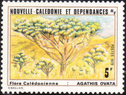 Agathis ovata