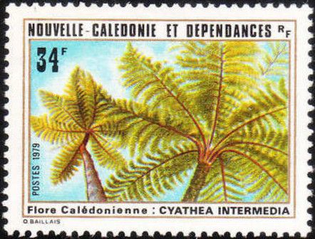 Cyathea intermedia