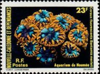 Pineapple Coral (Bantamia merleti)