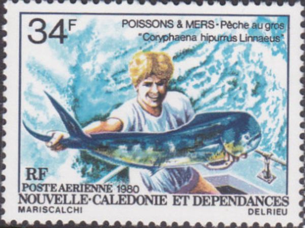 Common Dolphinfish (Coryphaena hippurus)