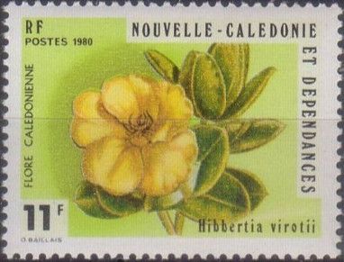 Hibbertia virotii