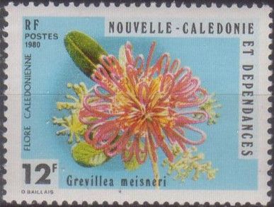 Grevillea meisneri