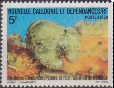 Caledonian Mitten Lobster (Parribacus caledonicus)