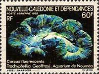 Brain Coral (Trachyphyllia geoffroyi)