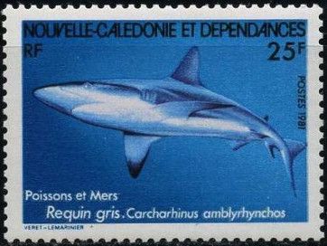 Grey Reef Shark (Carcharhinus amblyrhynchos)