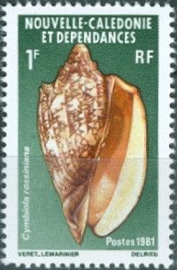Rossini's Volute (Cymbiola rossiniana)