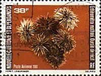 Burrowing Urchin (Echinometra mathaei)