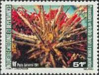Sea Urchin (Prionocidaris verticallata)