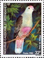 Red-bellied Fruit-dove (Ptilinopus greyi)