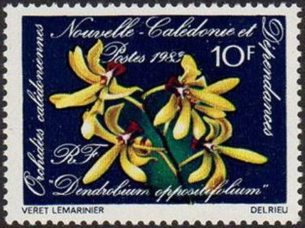 Dendrobium oppositifolium